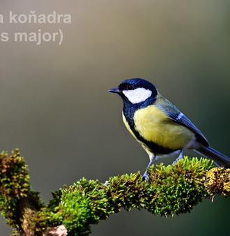 sýkora koňadra0586.JPG